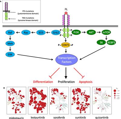 Targeting FLT3 Signaling in Childhood Acute Myeloid Leukemia